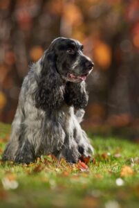 Английский кокер-спаниель: характеристика породы