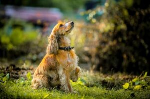 Порода собак английский кокер-спаниель
