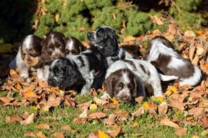 Фото щенков английские кокер-спаниели