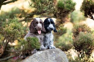 Щенки английские кокер-спаниели