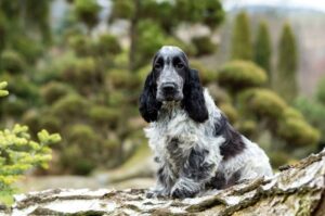 Красивый пес английский кокер-спаниель