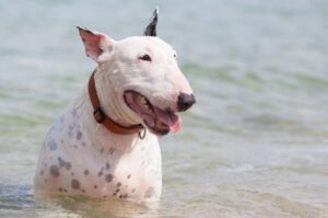 Английский бультерьер купается
