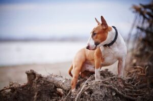 Чистокровная собака бультерьер