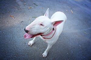 Бультерьер альбинос