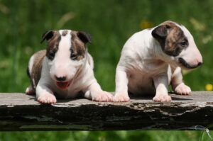 Два щенка бультерьера