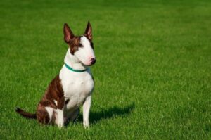 Собака бультерьер