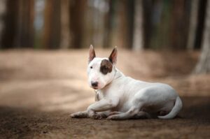 Собака бультерьер
