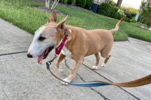 Бультерьер на поводке гуляет с хозяином