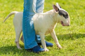 Фото породы бультерьер