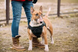 Бультерьер с хозяином на прогулке