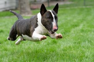 Бультерьер: фото в прыжке