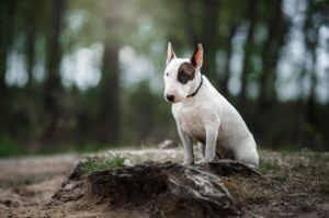 Английская порода бультерьер