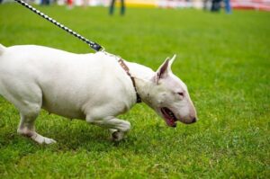 Порода бультерьер