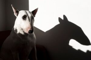 Бультерьер – тень