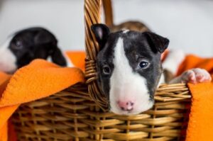 Щенок бультерьера в корзине