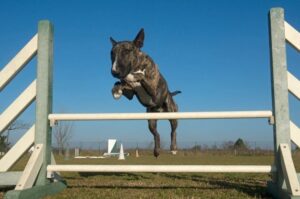 Собака породы бультерьер аджилити