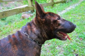 Бультерьер тигрового окраса