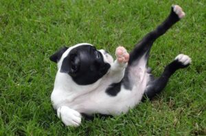 Бостон-терьер играет на лужайке