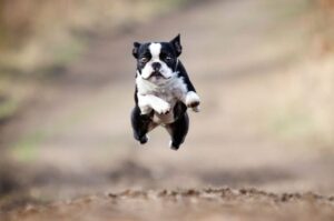 Бегущий бостон-терьер