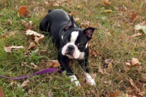 Особенности бостон-терьера