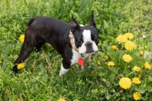 Порода собаки бостон-терьер