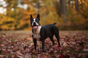 Бостон-терьер: фото в лесу