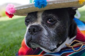 Бостон-терьер: портретное фото