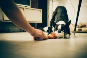 Бостон-терьер играет с игрушкой