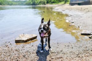 Фото бостон-терьера