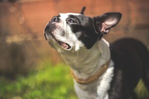 Порода американский бостон-терьер