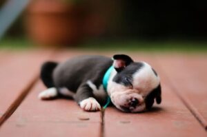 Щеночек бостон-терьера