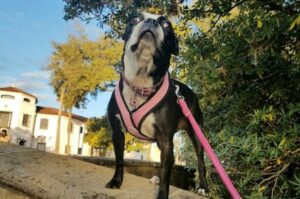 Бостонский терьер: описание породы