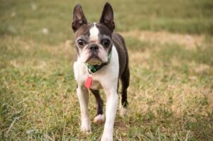 Порода собак бостонский терьер