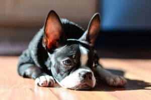 Грустный бостон-терьер