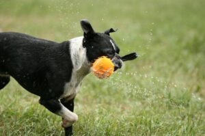 Бостонский бульдог