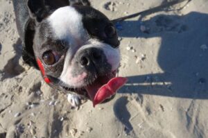 Бостон-терьер – стандарт