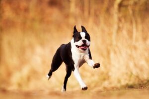 Красивое фото породы бостон-терьер