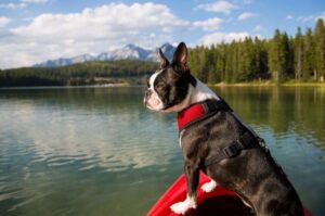 Бостон-терьер плывет на лодке по озеру