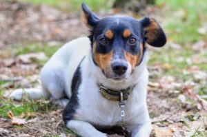 Фотография джек-рассел-терьера