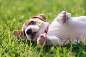 Красивый щенок джек-рассел-терьера