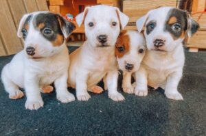 Щенята джек-рассел-терьера