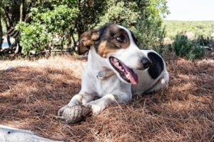 Порода собаки джек-рассел-терьер