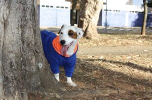 Забавный песик джек-рассел-терьер