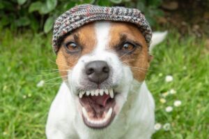 Зубы джек-рассел-терьера