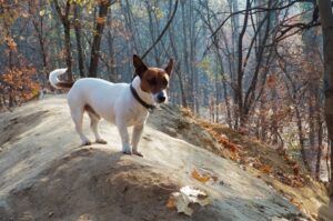 Джек-рассел-терьер – фото в осеннем лесу