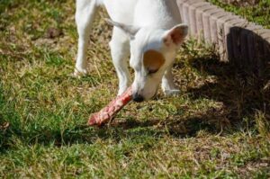 Собака породы джек-рассел-терьер грызет кость
