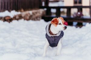 Джек-рассел-терьер в комбинезоне зимой