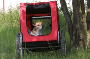 Собака джек-рассел-терьер в коляске