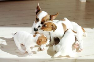 Собака джек-рассел-терьер со щенками