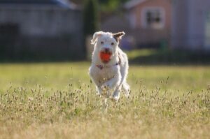 Джек-рассел-терьер с мячом в зубах